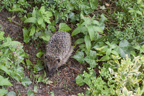 igel