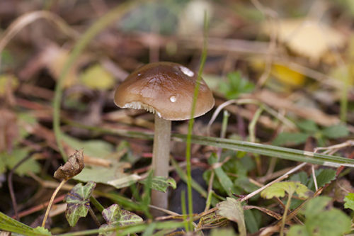 herbst_06